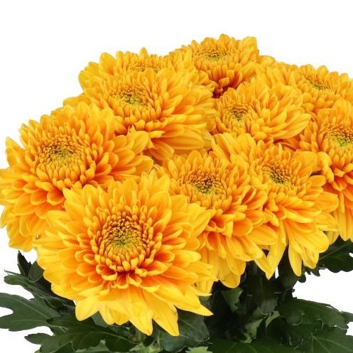 CHRYSANT SGL. WILLEM ORANGE