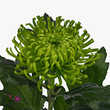 CHRYSANT SGL. anastasia dark green