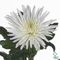 CHRYSANT SGL. anastasia white