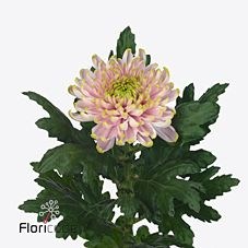 CHRYSANT SGL. ROSSANO CHARLOTE