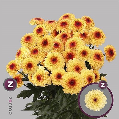 CHRYSANT SPR. ABBEY CREAM