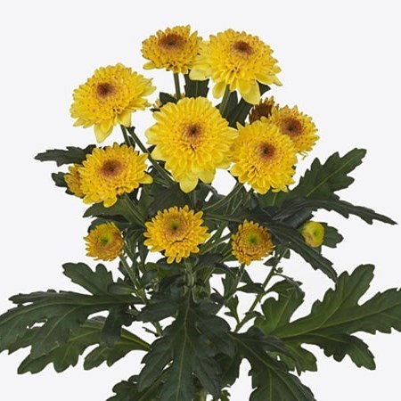 CHRYSANT SPR. ABBEY YELLOW