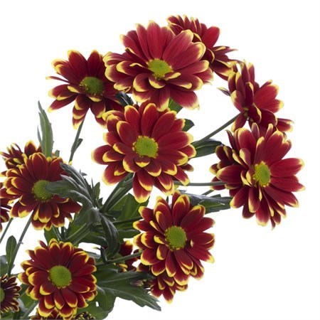 CHRYSANT SPR. ALAMOS YELLOW