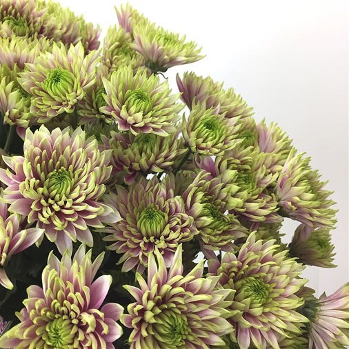 CHRYSANT SPR. AURORA