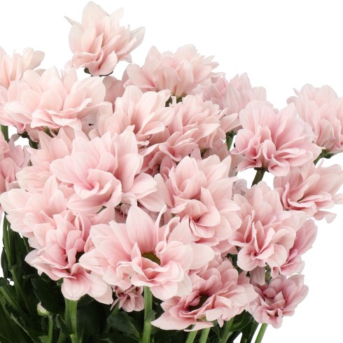 CHRYSANT SPR. BABE