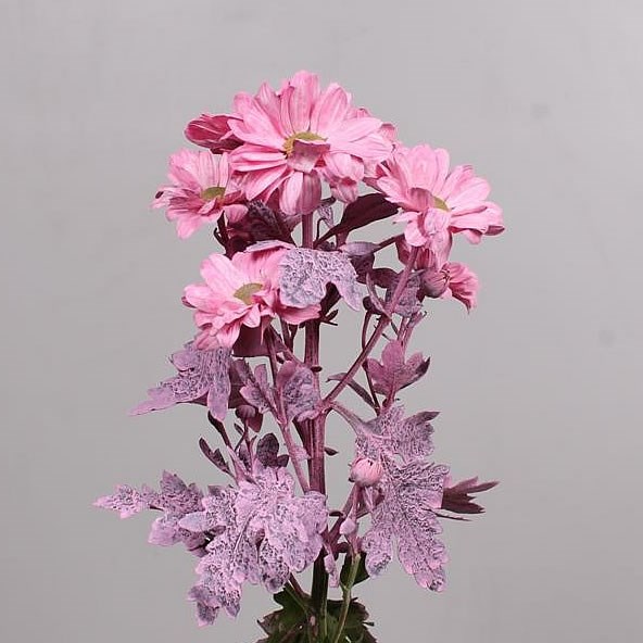 CHRYSANT SPR. BACARDI DYED PINK