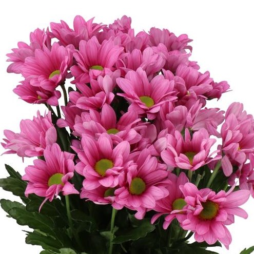 CHRYSANT SPR. BALLERINAS