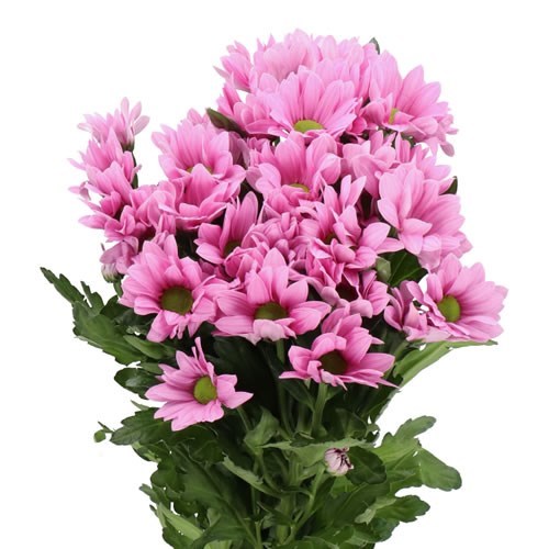 CHRYSANT SPR. BALLERINAS PINK
