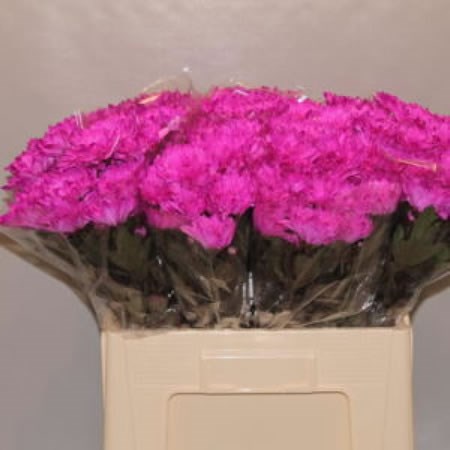 CHRYSANT SPR. BALTICA CERISE