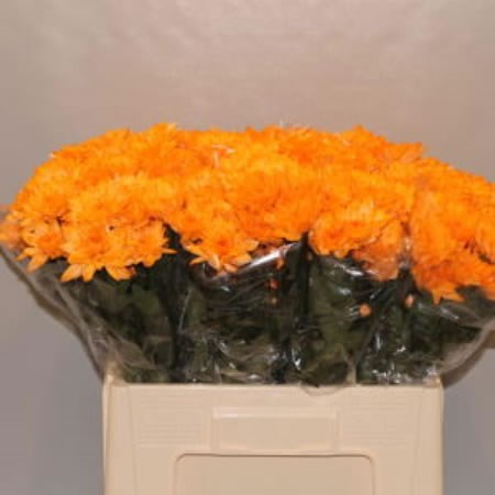 CHRYSANT SPR. BALTICA DYED ORANGE