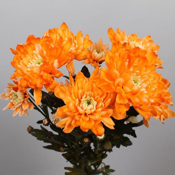 CHRYSANT SPR. BALTICA DYED ORANGE