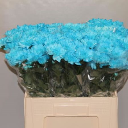 CHRYSANT SPR. BALTICA LIGHT BLUE