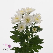CHRYSANT SPR. BALTICA WHITE