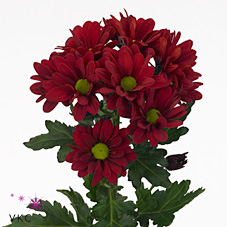 CHRYSANT SPR. BAROLO