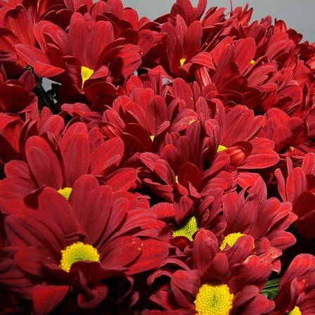 CHRYSANT SPR. BAROLO