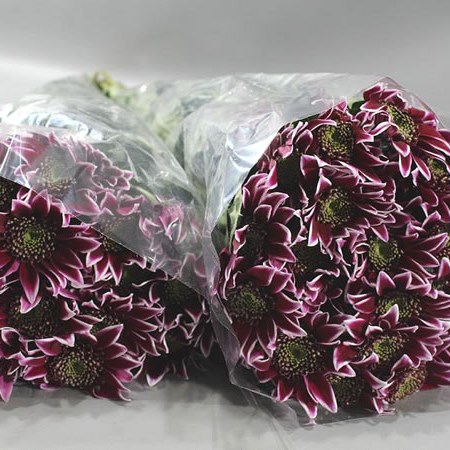 CHRYSANT SPR. BOLTE