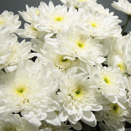 CHRYSANT SPR. BONITA