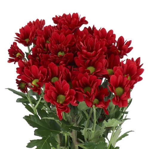 CHRYSANT SPR. BONTEMPI