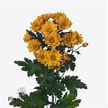 CHRYSANT SPR. CATO