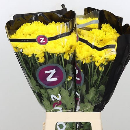CHRYSANT SPR. CELEBRATE