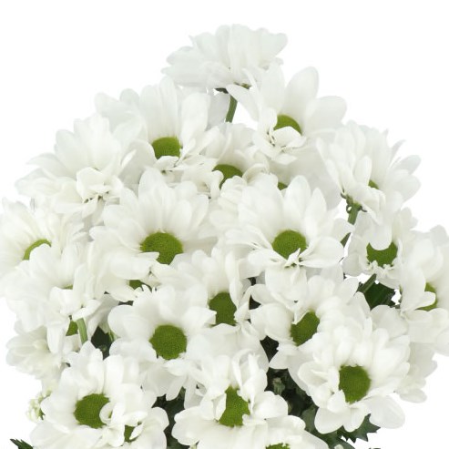 CHRYSANT SPR. CHIC