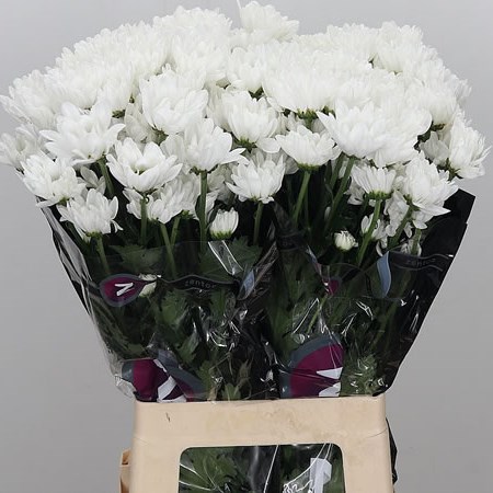CHRYSANT SPR. CHIC