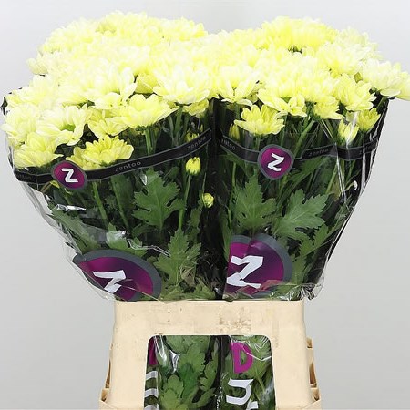 CHRYSANT SPR. CHIC CREAM