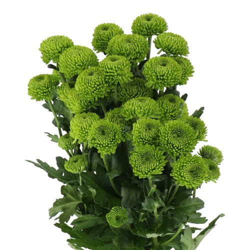 CHRYSANT SPR. CODE GREEN