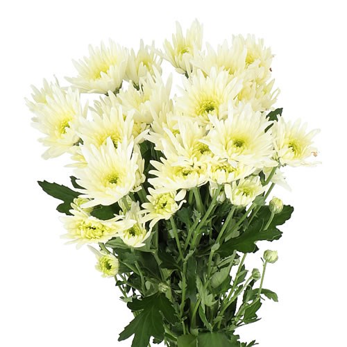 CHRYSANT SPR. DELIANNE WHITE