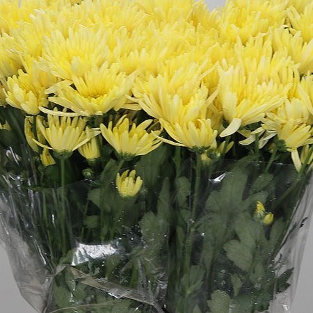 CHRYSANT SPR. DELIANNE YELLOW