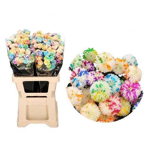CHRYSANT SPR. DYED MOSAIC RAINBOW