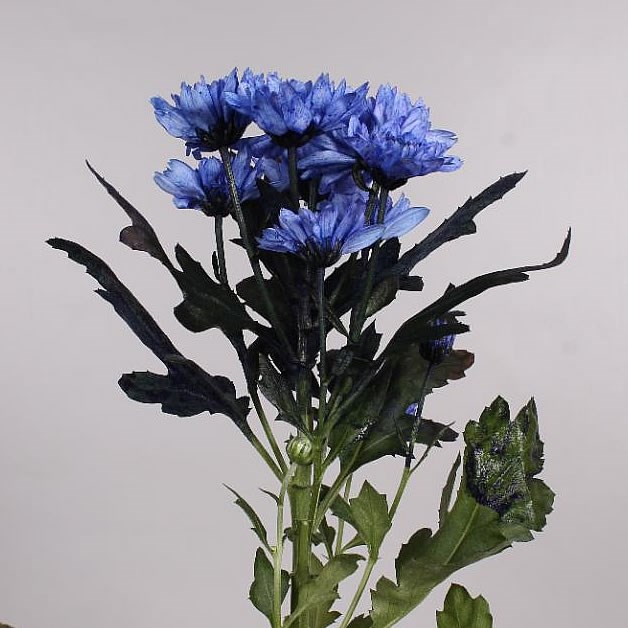CHRYSANT SPR. EURO DYED BLUE