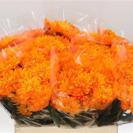 CHRYSANT SPR. EURO DYED ORANGE