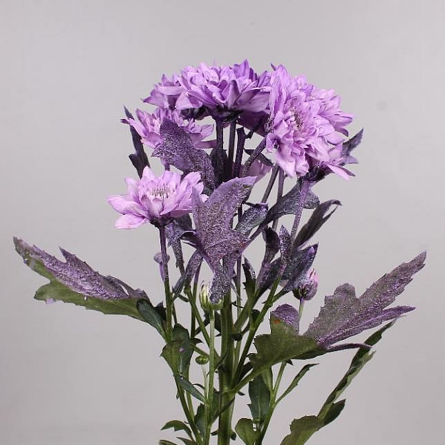 CHRYSANT SPR. EURO DYED PURPLE