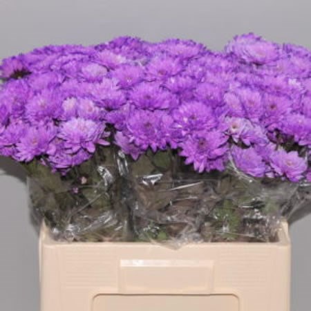 CHRYSANT SPR. EURO PURPLE