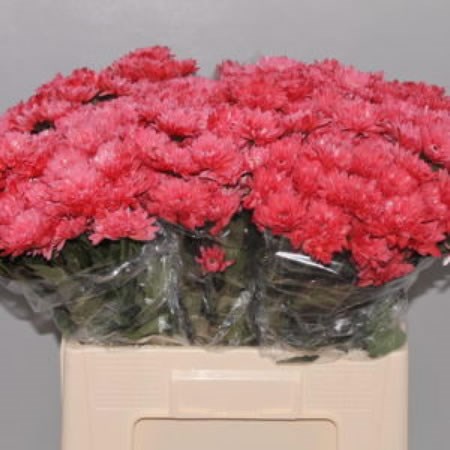 CHRYSANT SPR. EURO RED