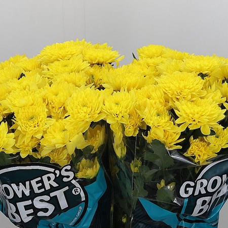 CHRYSANT SPR. EURO SUNNY