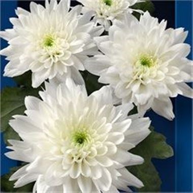 CHRYSANT SPR. EURO WHITE
