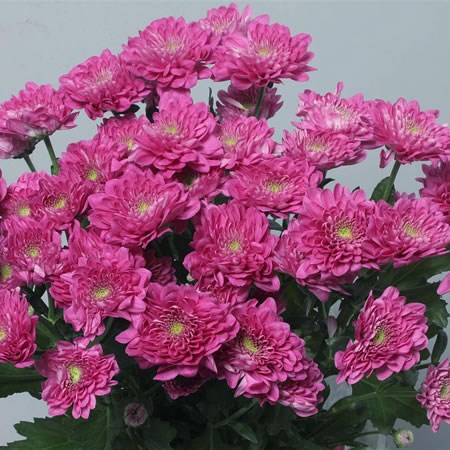 CHRYSANT SPR. EXOPOLIS