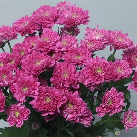CHRYSANT SPR. EXOPOLIS