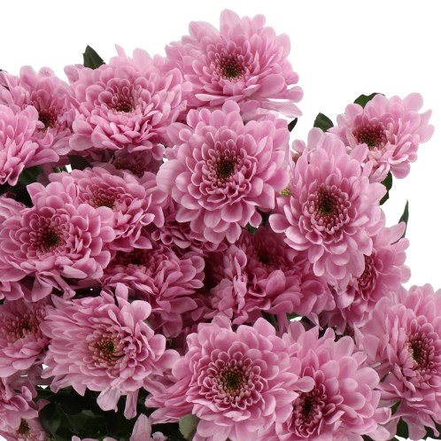 CHRYSANT SPR. FABIENNE SWEET