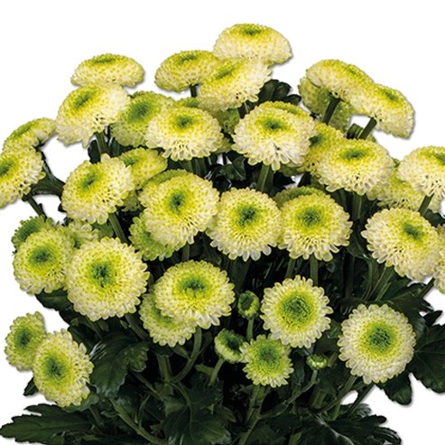 CHRYSANT SPR. FONTINA