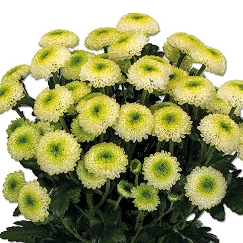 CHRYSANT SPR. FONTINA