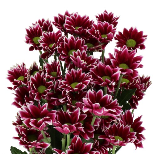 CHRYSANT SPR. HAYDAR