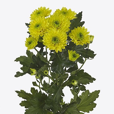CHRYSANT SPR. JAMAICA