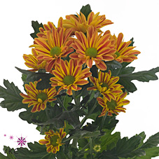 CHRYSANT SPR. JORDI
