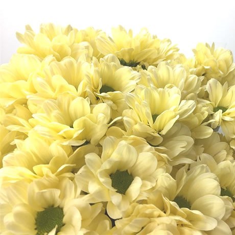CHRYSANT SPR. KENNEDY CREAM