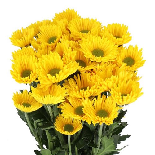 CHRYSANT SPR. KORONA 70cm 70gm Wholesale Dutch Flowers & Florist