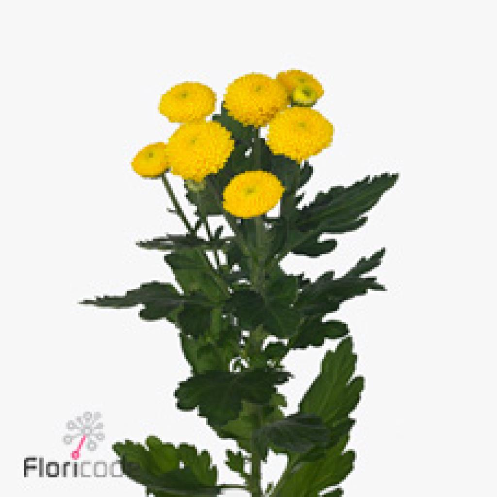 CHRYSANT SPR. LIMONCELLO