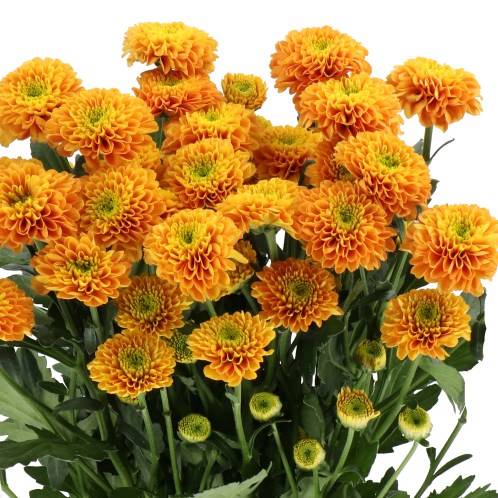 CHRYSANT SPR. LIONKING